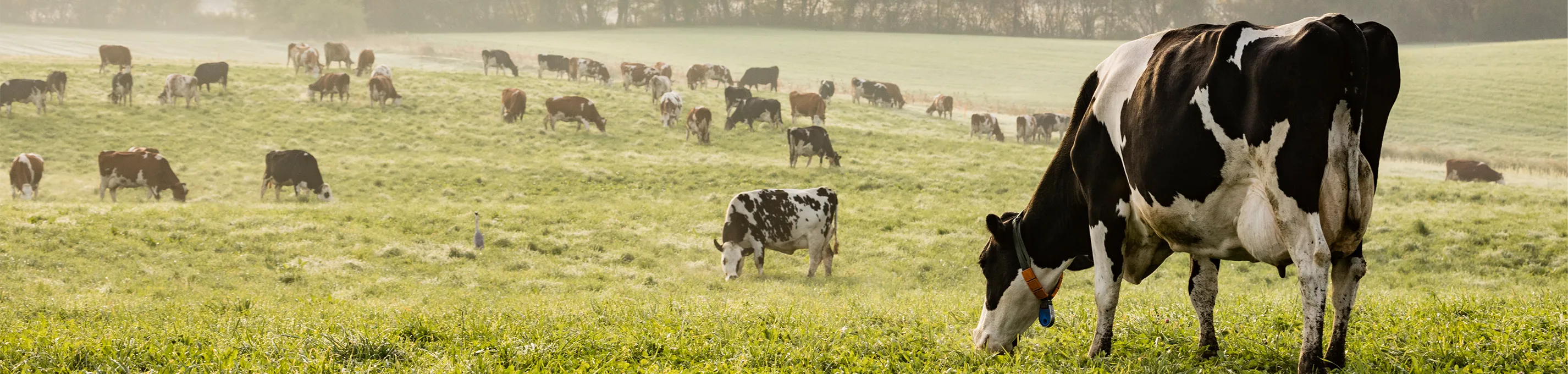 Ringisolator Voor Houten Paal Elektrische Afrastering 200 Stuks Schrikdraad Geschikt Voor Draad En Koord Gemaakt Hoogwaardig Kunststof Gemi Elettronica